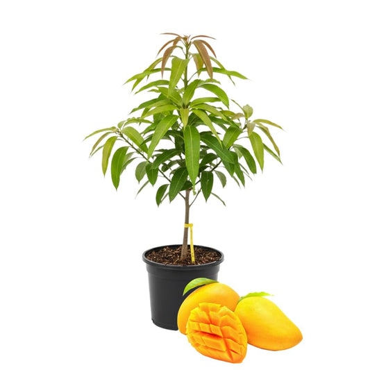 2 Years Old Mango Tree for Planting, Honey Mango Plant Grafted in 3 Gallon Pot, Sweet, Fast-Growing Tropical Tree Seedlings for Outdoor Garden