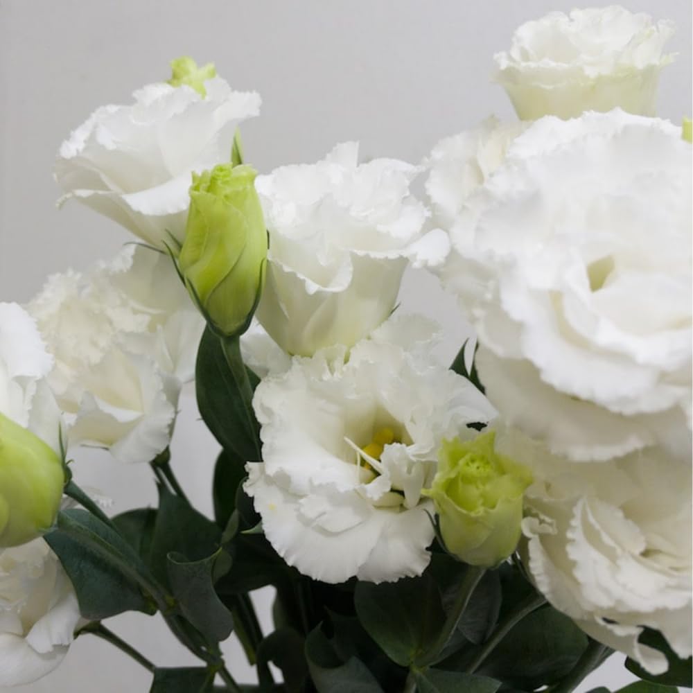 White Eustoma Lisianthus Plants Live Plug Size, Well-Rooted 3-5" in Tall, Texas Bluebell, Thornless Love Rose Plant, Summer Fall Bloom