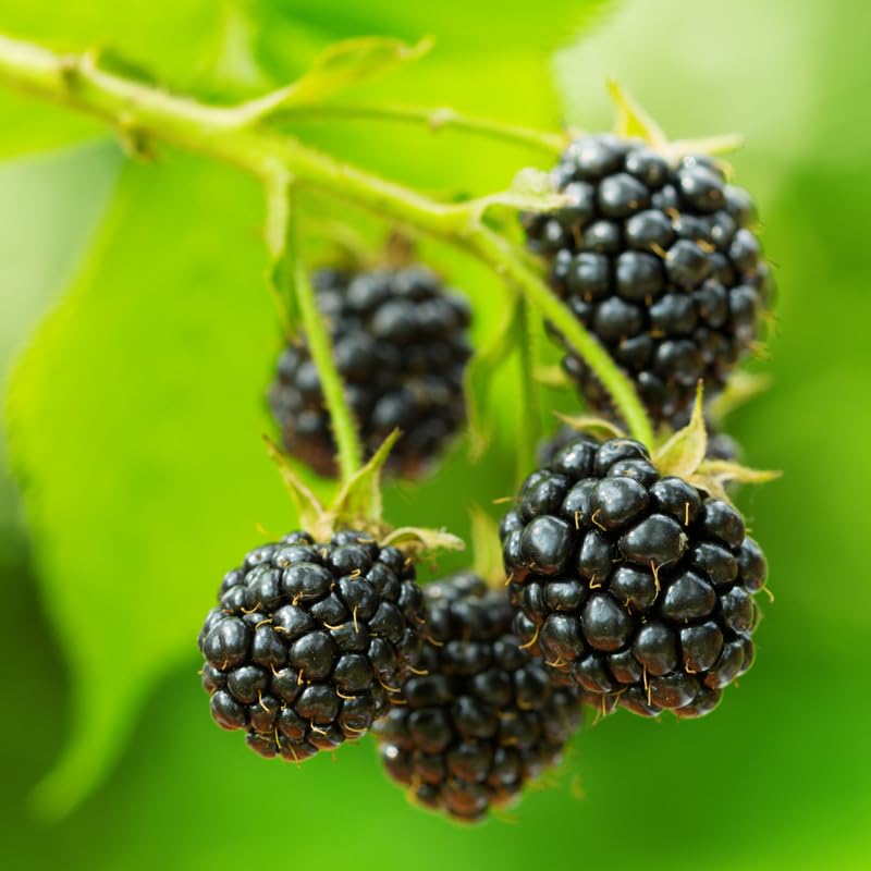 2 BlackBerry Bushes Live Plant, Sweet, Thornless, High Yielding Berries for Outdoor Planting, Fully Rooted 4-7 Inches (Osage)