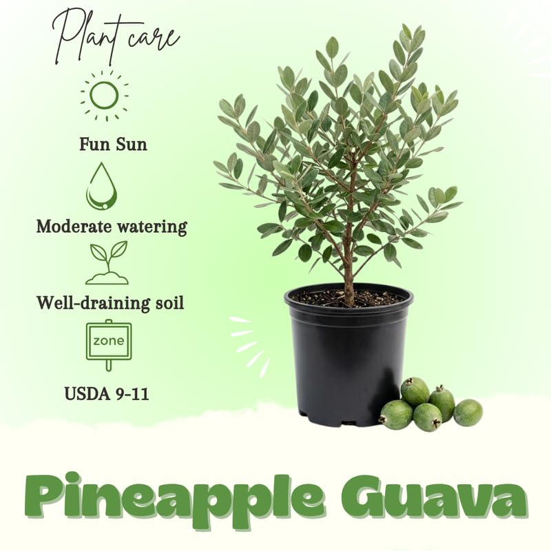 Pineapple Guava Tree Live Plant, Guava Fruit Tree, Tropical Plant, 20-24" Tall in 1 Gallon Pot for Planting, No Ship to CA
