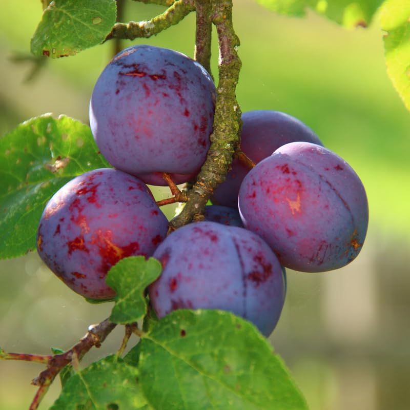 Sweet Plum Tree, 3-4 Ft Plum Fruit Plant in 3 Gallon Pot, No Ship to CA