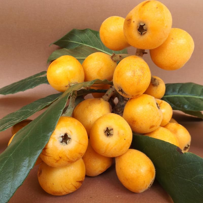 Live Loquat Tree Plant, Sweet Loquat Plant, 2 Feet Tall in 3 Gallon Pot, Ready to Grow, No Ship to CA