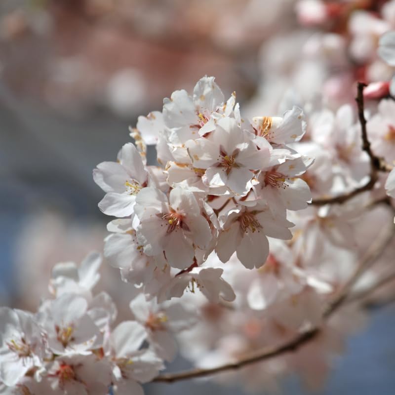 White Cherry Blossom Tree Live Plant 2-3 Ft, Flowering Cherry Tree for Outdoor Garden, Ornamental Vibrant Bloom Tree for Yard, Landscape or Garden Planting, 3 Gallon Pot, No Ship to CA