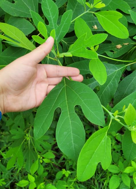 Live Sassafras Tree in Quart Pot, Hardy Sassafras Seedlings, Dormant Shade Tree for Landscape or Garden, 6-12 Inches