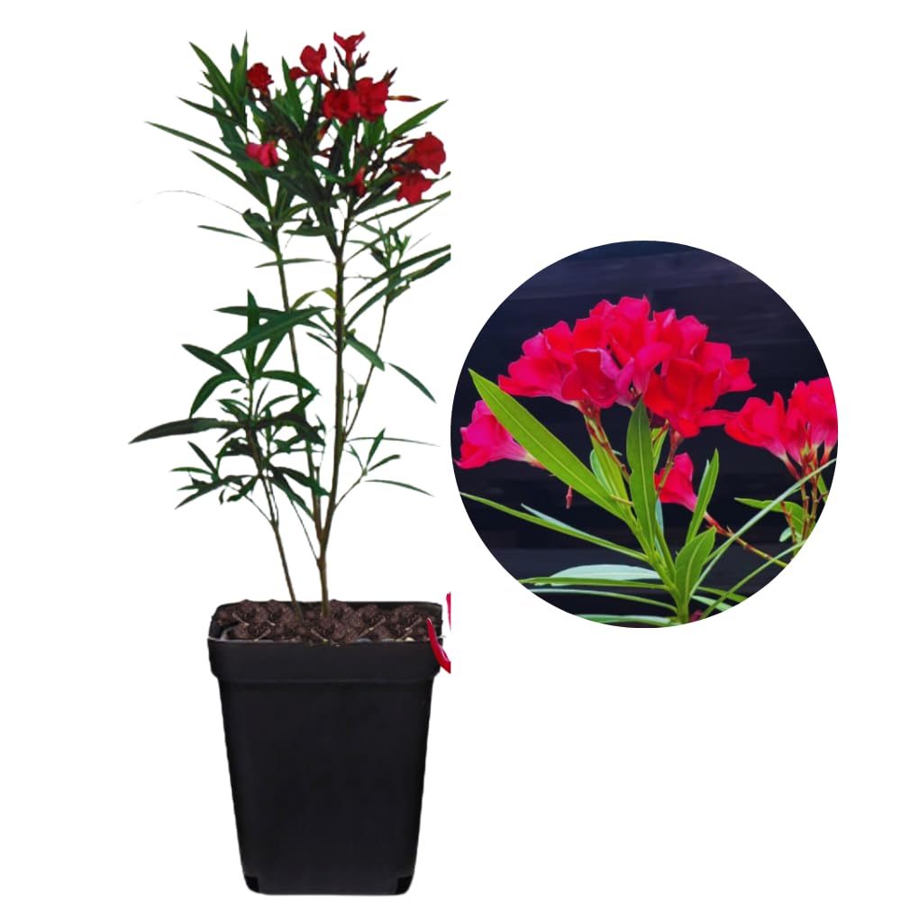 3 Red Oleander Plants Live Oleander Flower Plants, 5 to 7 Inc Tall Plant for Garden