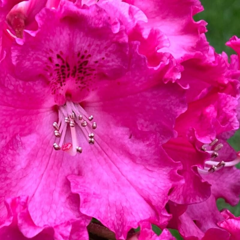 Red Pink Rhododendron Live Plant Shrubs for Outdoor Planting, Azalea Bushes Ready to Plant, Fragrant Rhododendron Plant Live