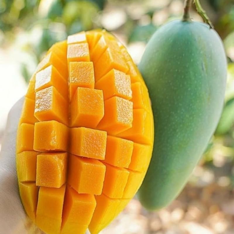 Cream Mango Tree Live Plant for Planting, Grafted Mango Plant in 3 Gallon Pot, Fast Growing Tropical Fruit Tree Seedlings