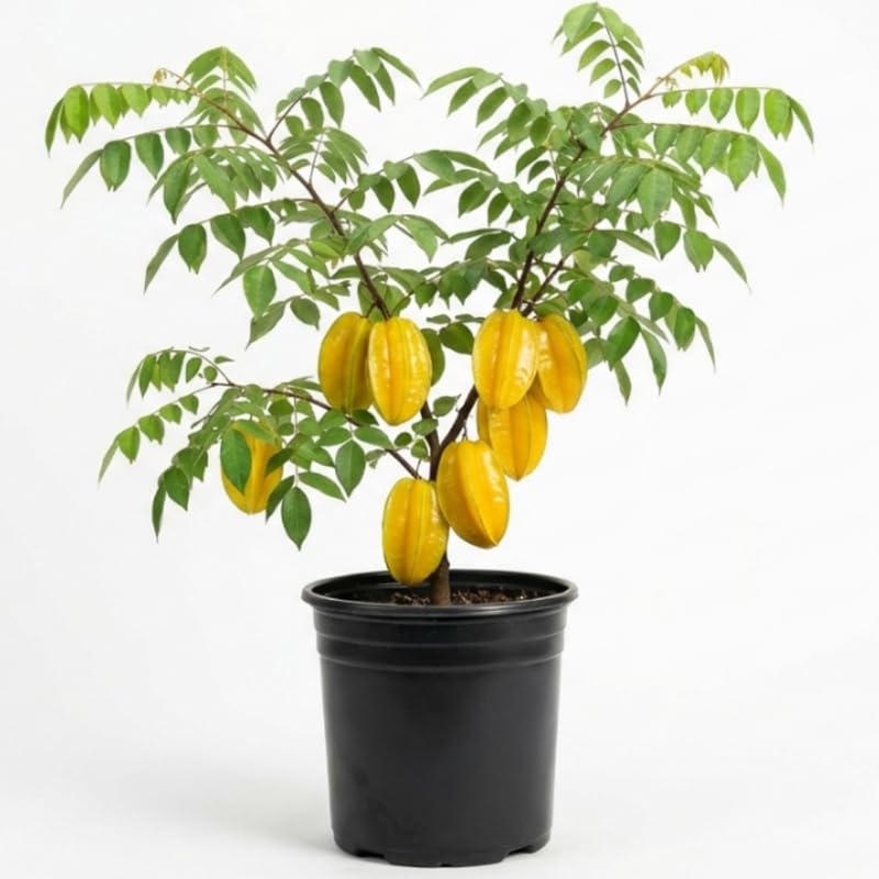 Starfruit Plant in 1 Gallon Pot, 2 Ft Tall Star Fruit Tree Live Carambola Plant Potted, Tropical Fruits Plants for Planting Outdoor, No Ship to CA