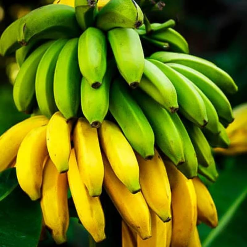 Dwarf Cavendish Banana Plant Live for Planting, Banana Trees Live Plants for Outdoor Indoor Planting, Cold Hardy, 4-7" in Tall, No Pot, Musa Plant