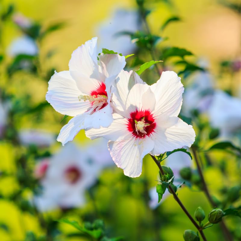 Dormant White Althea Rose of Sharon Live Plant, Hardy Hibiscus Flowering Shrub 6-12 Inch Tall, Vibrant Althea Blooms for Outdoor Garden