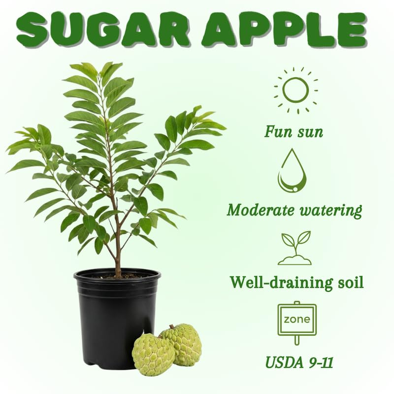 Green Sugar Apple Tree 24-30' Tall in 1 Gallon Pot, Sugar Apple Fruit Tree, Sweet Fruit for Growing, No Ship to CA