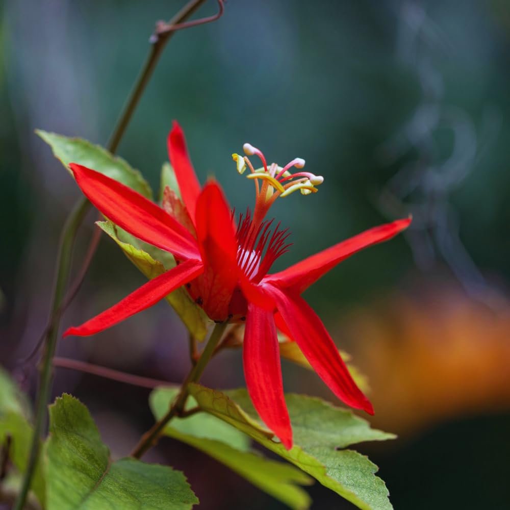 Set 2 of Passion Flower Vine Live Plant, 5 to 8 Inc Tall, Red Passion Flower Plants Live Growing Outdoor Indoor