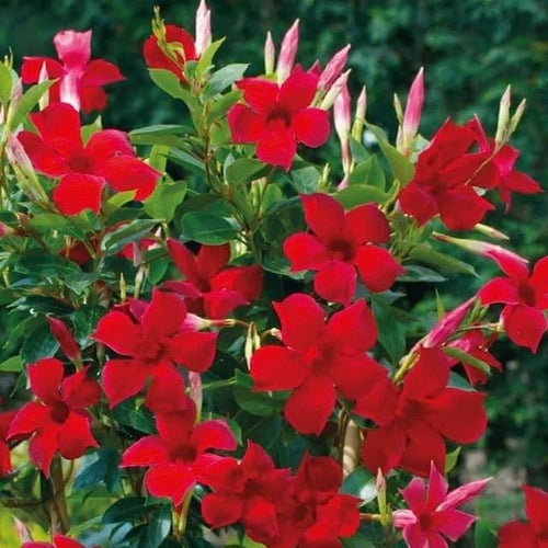 2 Vibrant Red Mandevilla Live Plants Vine, Mandevilla Trees Seedlings, Winter Hardy, Spring Flowering Shrubs for Outdoor Planting, Starter Size 4-7" in Tall