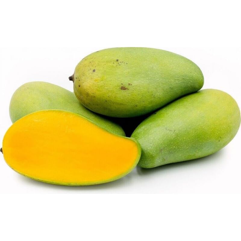 Mango Plant Live, Mango Tree Live Plant Grafted, 2 to 3 Feet in Tall, in 3 Gallon Pot, Green Mango