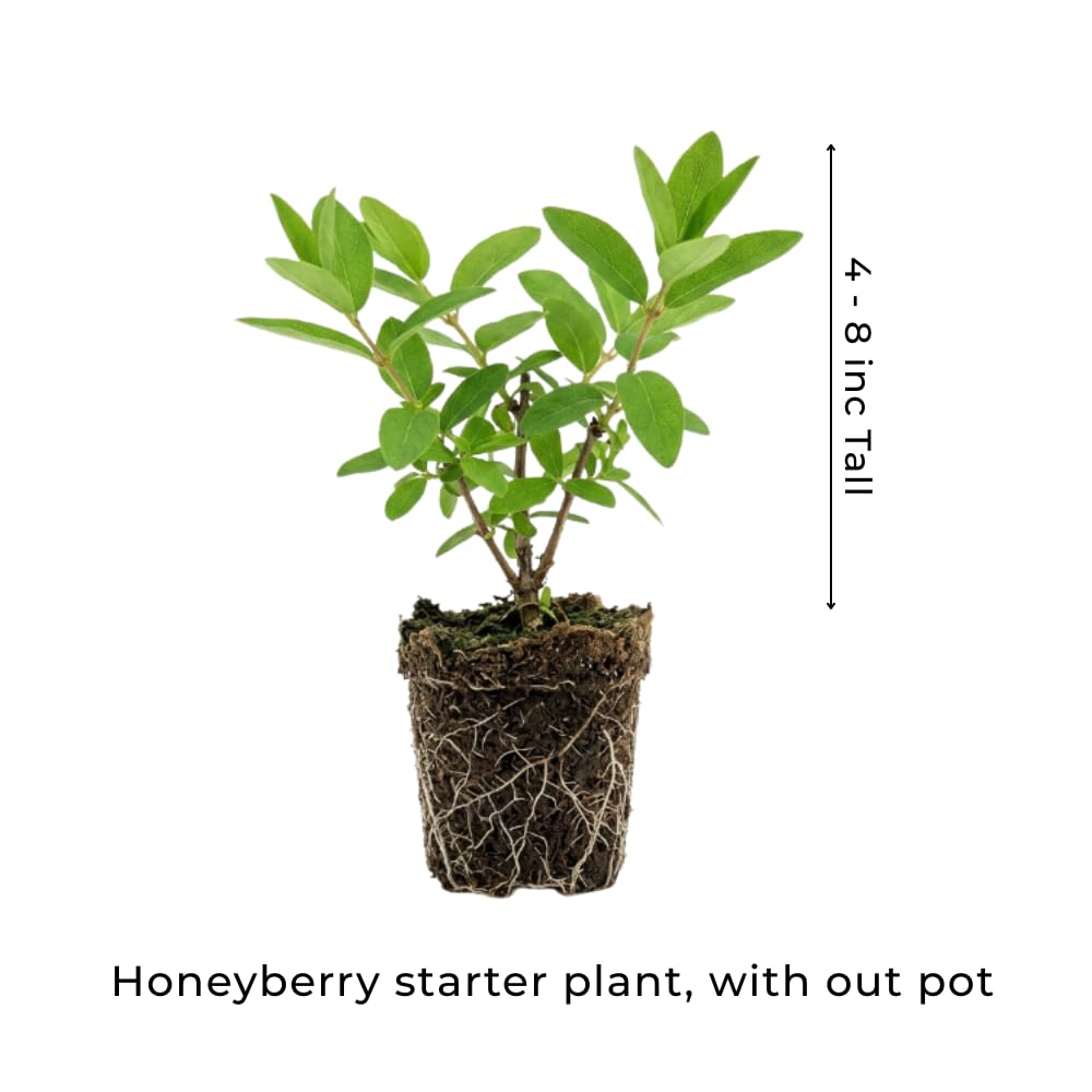 Honeyberry Plant, Haskap Berry Plant, 4-8 Inc Tall, Cold Hardy Honey Berry Plants for Patio and Outdoor Garden, No Pot
