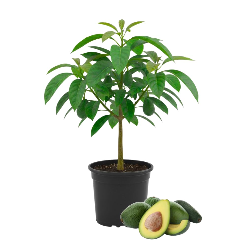 HASS Avocado Tree Live Plant, Avocado Plants Live in 3 Gallon Pot, Zones 9-11, Cold Hardy Fruit Tree for Outdoor Growing