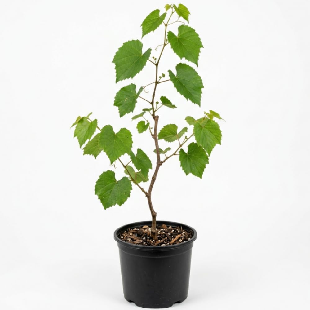 Purple Muscadine Grape Vine Plants, 20-24 Inches Tall Muscadine Grape Vine Live Plant, 1 Gallon Pot - Grapes Vine Plants for Garden, No Ship to CA