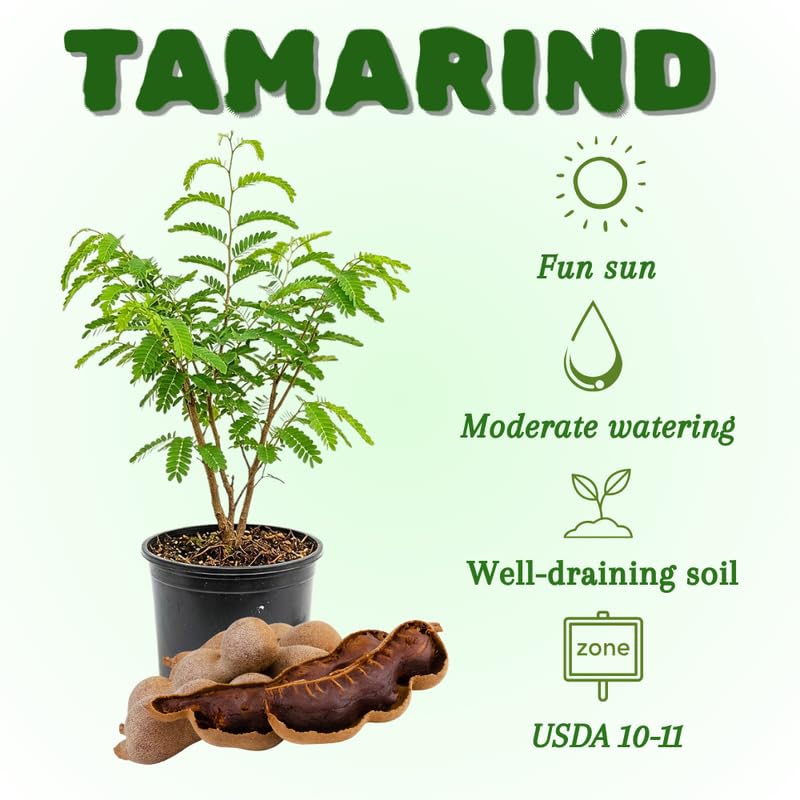 Tamarind Tree, Tropical Tamarind Fruit Tree, 2-3 Feet Tall, Fully Rooted in 3 Gallon Pot for Planting, No Ship to CA