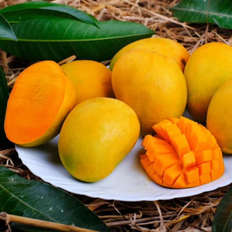 Sweet Tart Mango Tree Live Plant for Planting, Grafted Mango Plant in 3 Gallon Pot, Fast Growing Tropical Fruit Tree Seedlings