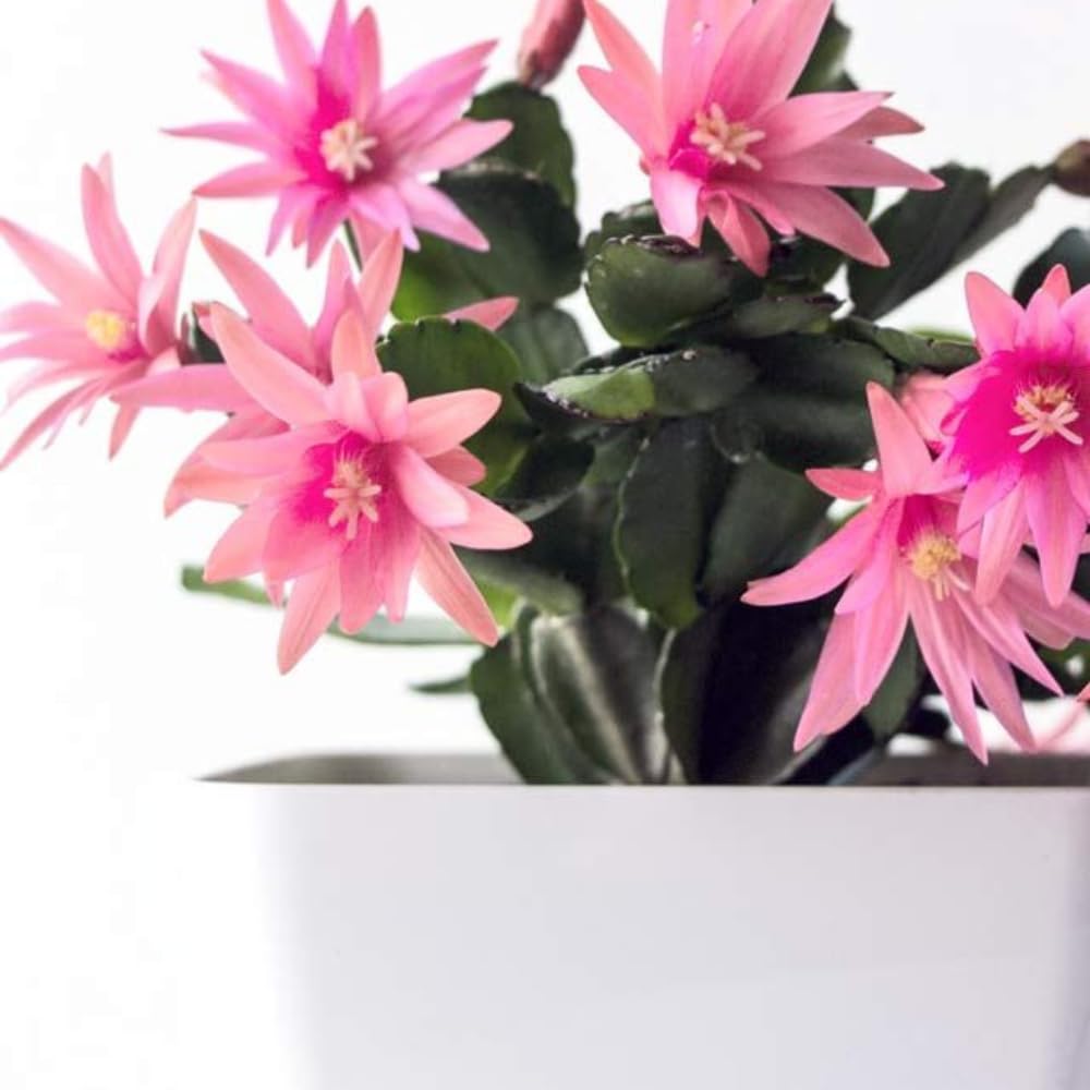 Pink Easter Cactus Flowering Plants, Spring Easter Cactus, Live Indoor Houseplant, 4 to 6 Inches