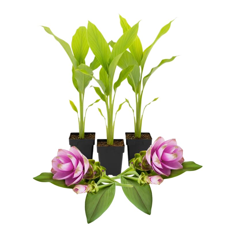 3 Yellow Turmeric Plants, Live Curcuma Turmeric Rooted, Indoor Outdoor Garden Planting, 4-8" Tall Plants