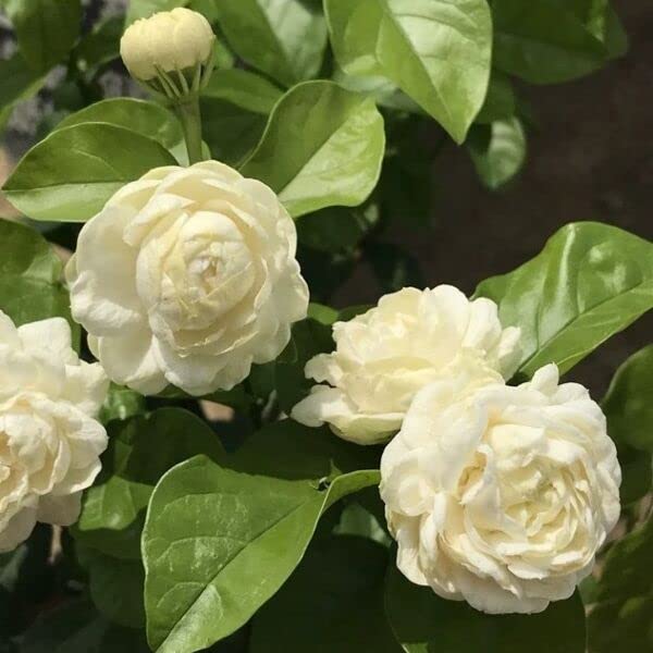 Jasmine Plants Live, Set 3 of Grand Duke of Tuscany Jasmine Live Plants, 5 Inches to 7 Inches Long, Plant for Indoors Or Outdoor Gardening