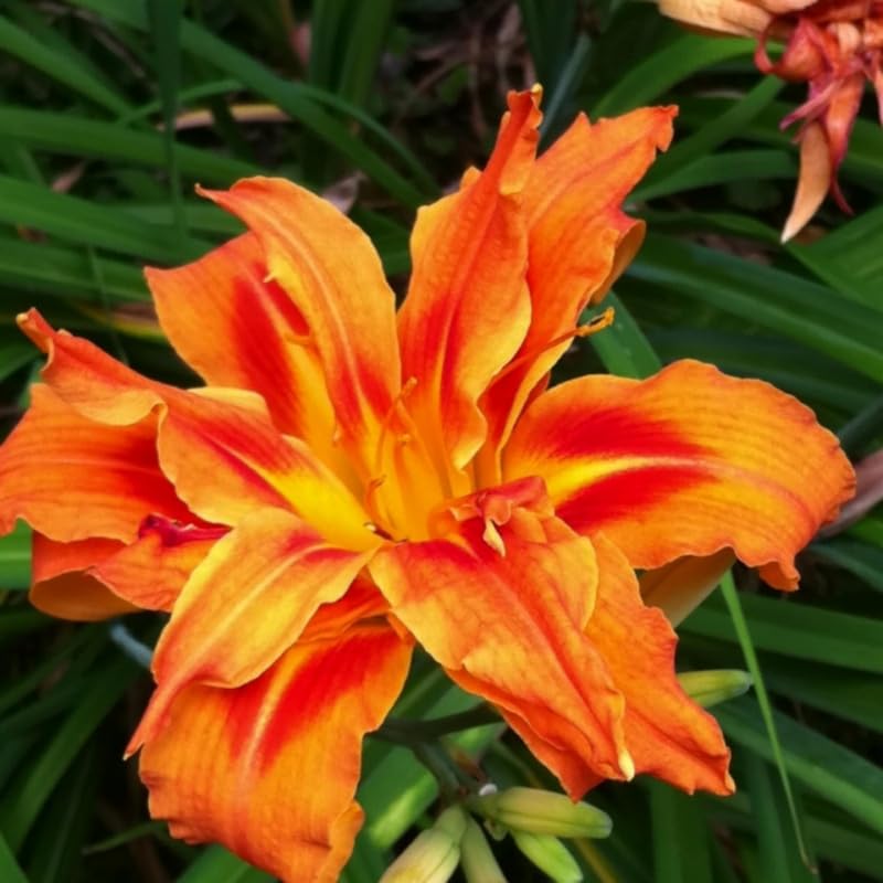 3 Daylily Bulbs for Planting, Double Orange Daylilies Bulbs Annual Flower Plant Bulb