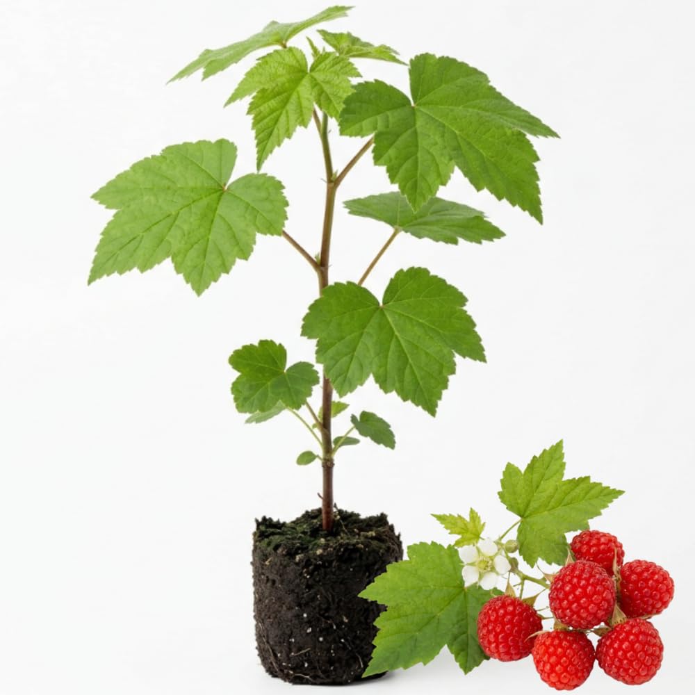 Red Thimbleberry Plant Live, Sweet Edible Berry Plant, 4-8 Inch Tall