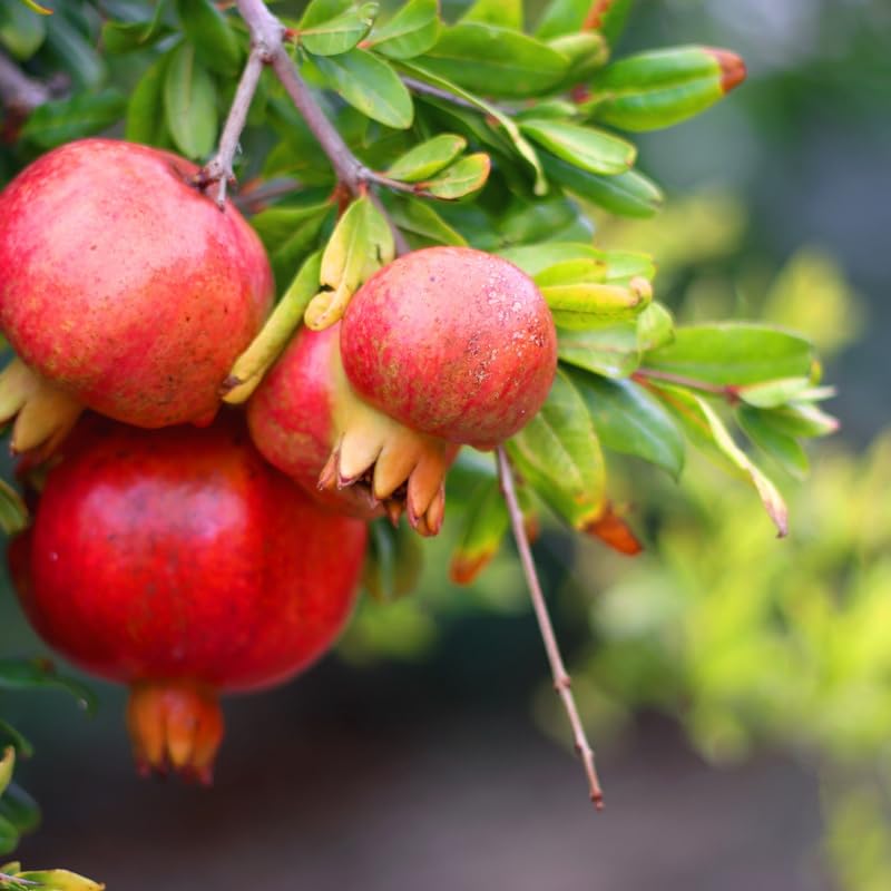 Pomegranate Tree, Sweet Pomegranate Fruit Tree in 1 Gallon Pot, Ready to Grow, No Ship to CA