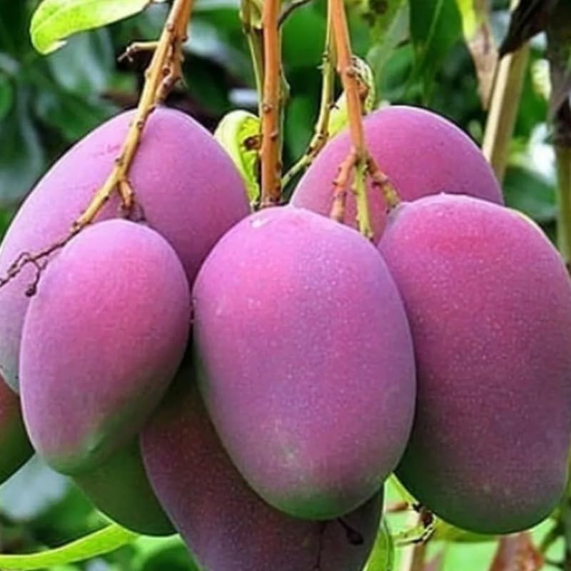 Mango Tree Live Plant, Fully Rooted in 3 Gallon Pot, Tropical Mango Fruit Tree for Indoor or Outdoor Growing