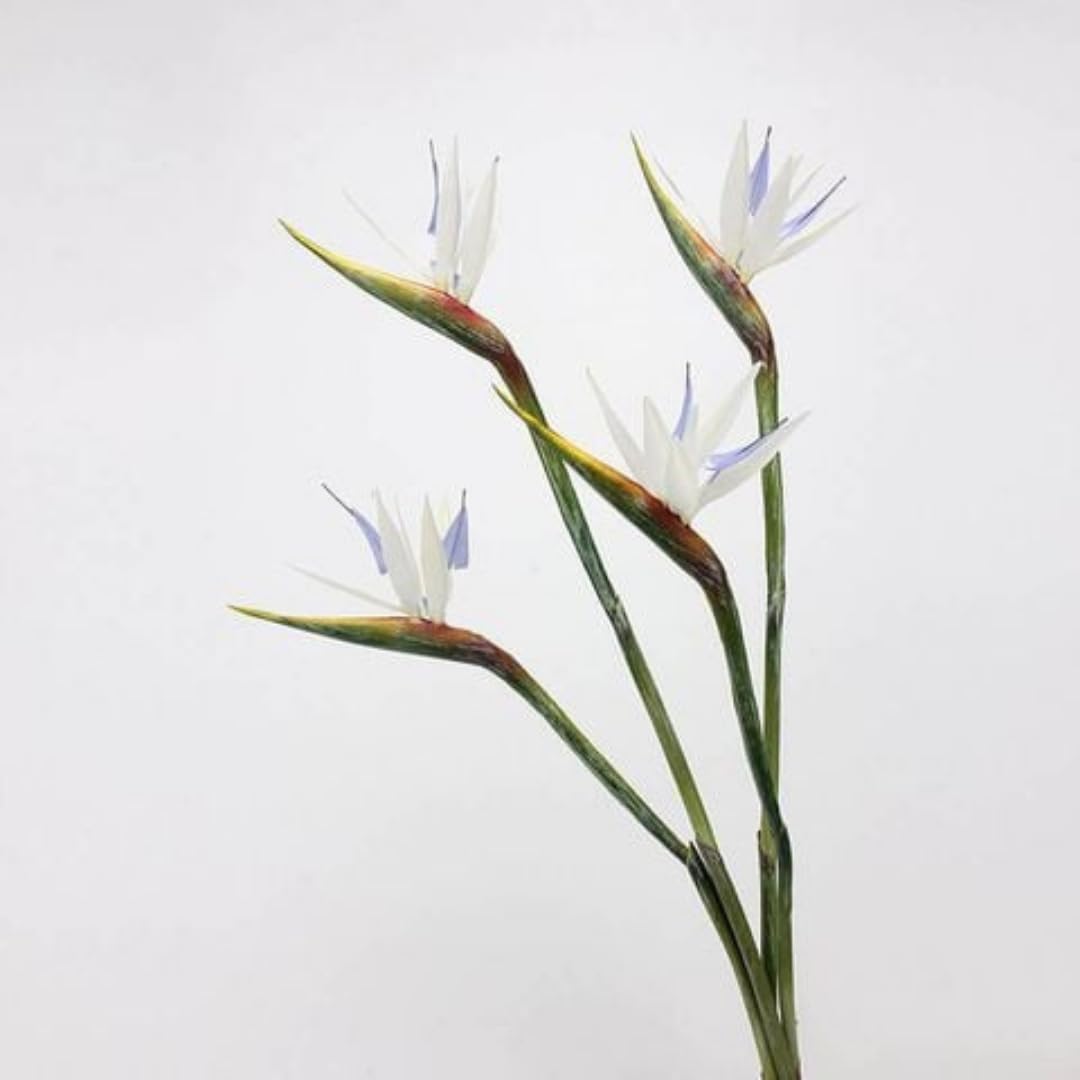 Set 2 White Bird of Paradise Plant, Bird of Paradise Plants Live, 4 to 6 Inch for Planting