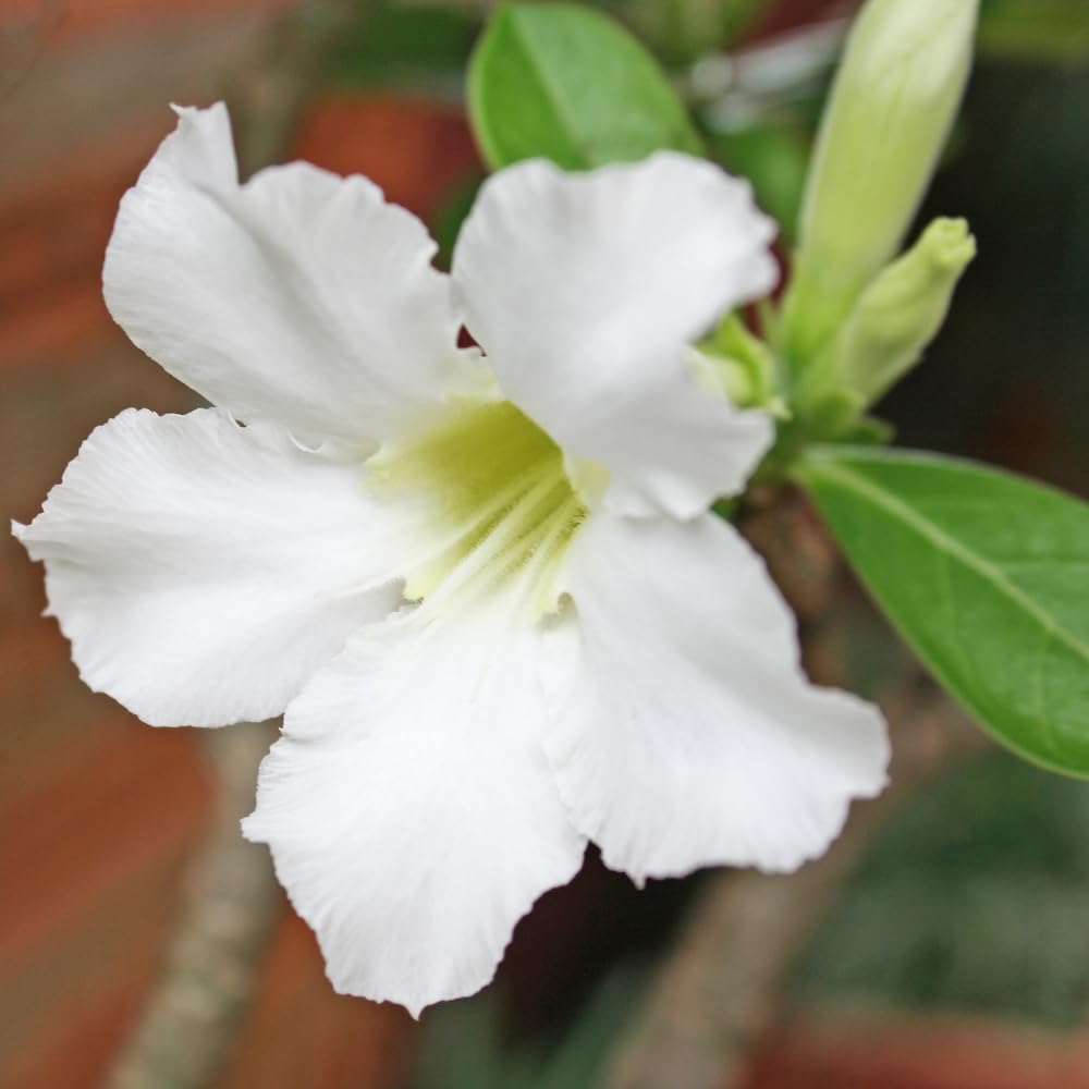 Pack 2 Desert Rose Plants Live, Adenium Desert Rose, Indoor Outdoor Planting from 4 Inches (2 White)