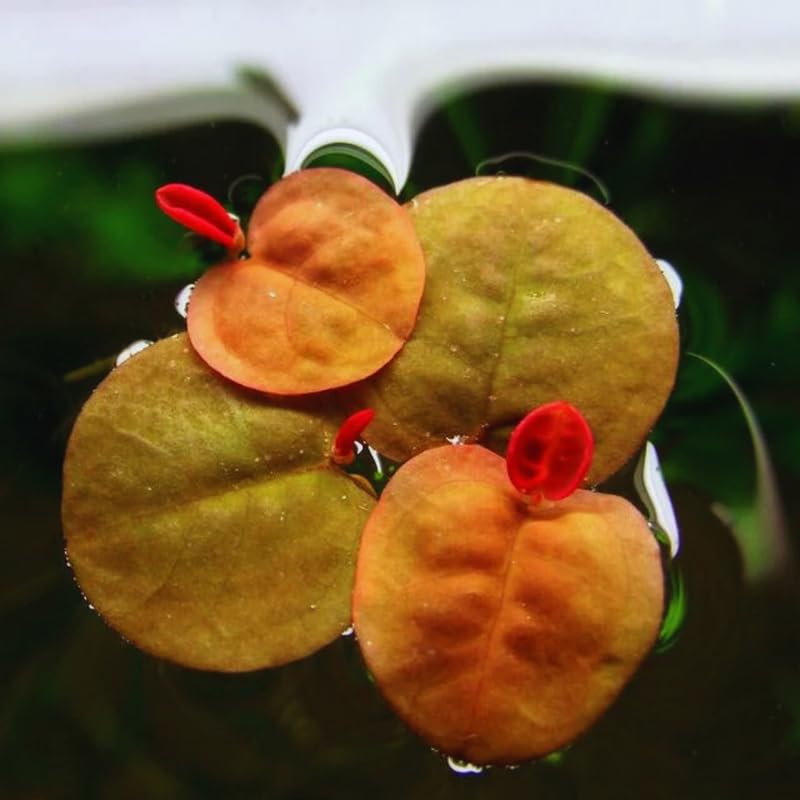 30 Red Root Floater Plants Live, Aquarium Plant
