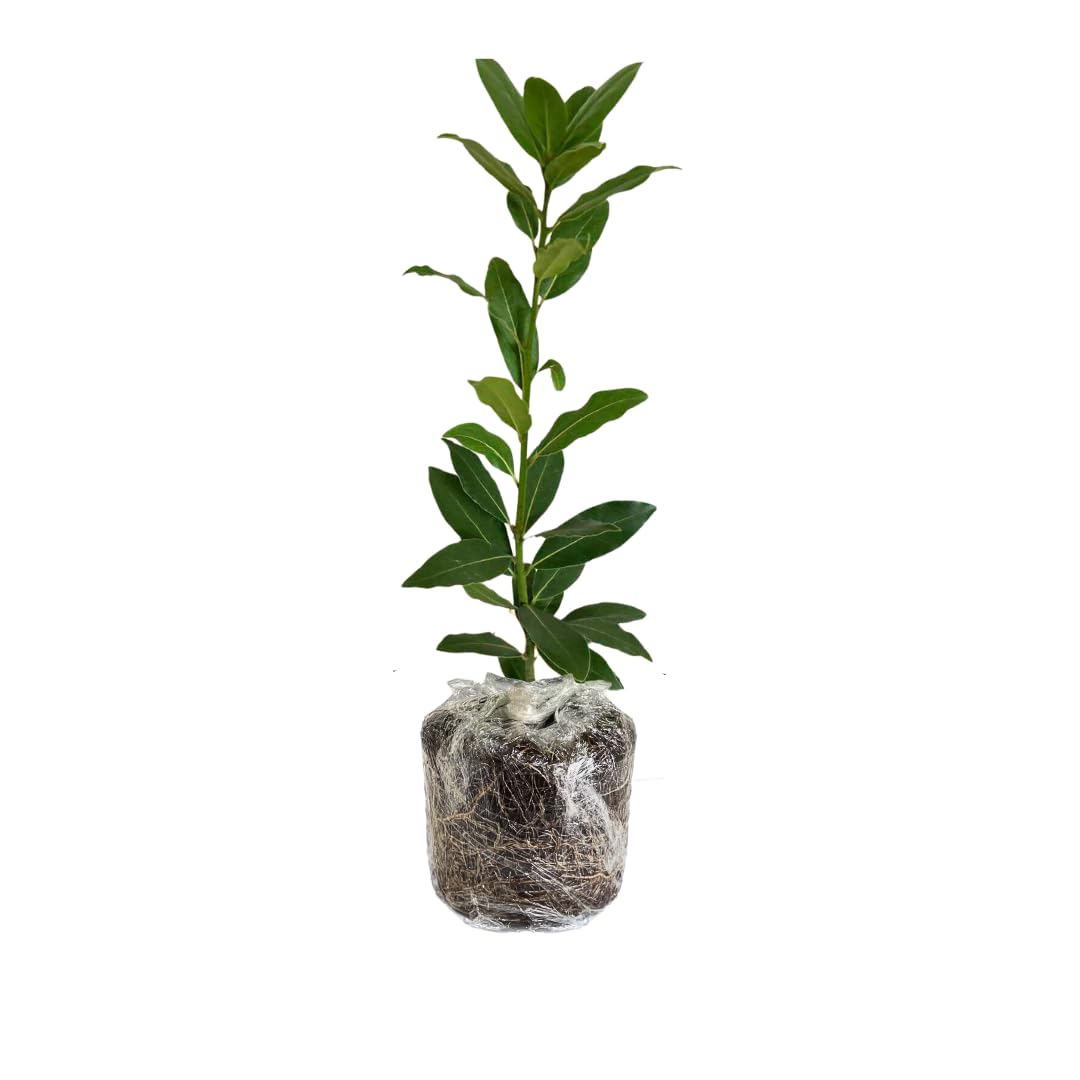 Bay Leaf Plant Live, Bay Laurel Tree Live Plant, Laurus Nobilis Sweet Bay Leaf Tree for Planting Indoor Outdoor