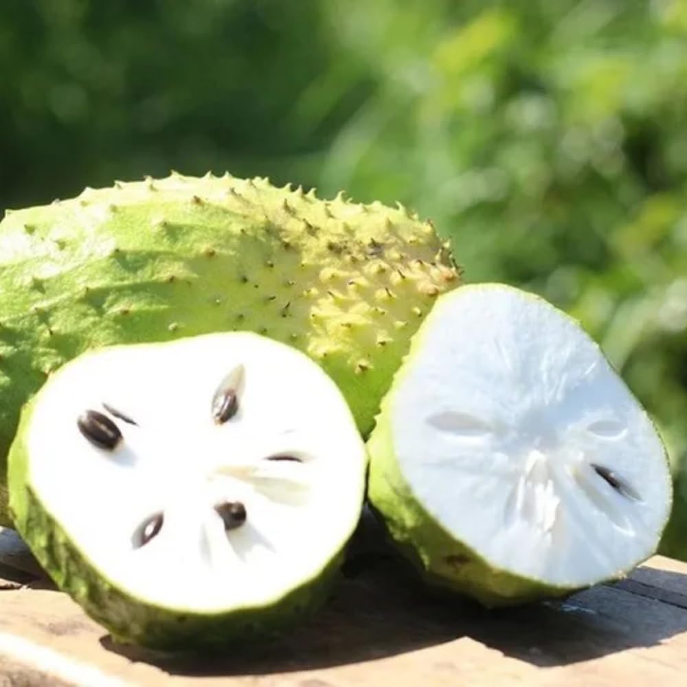 Soursop Tree Plant Live, 2-3 Feet Tall, Annona Muricata Tropical Fruit Tree for Outdoor Indoor Planting, High Yield, Live Soursop Tree in 1 Gallon Pot, High Yield, No to CA