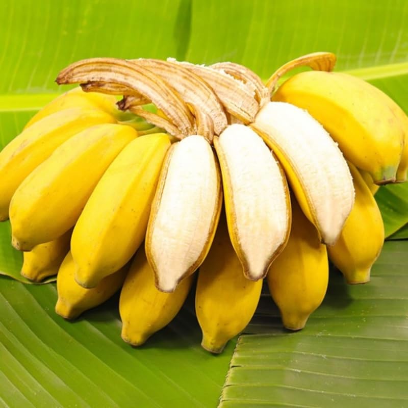 Sweet Banana Plant Live for Planting, Banana Trees Live Plants for Outdoor Indoor Planting, Cold Hardy, 4-7" in Tall, No Pot, Musa Plant