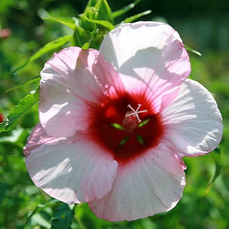 Set 4 Hibiscus Plants Live, Tropical Flowering Shrub, 4-8" Tall, Cold Hardy Bush (Light Pink Hibiscus)