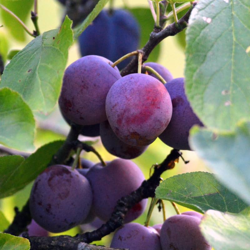 Sweet Plum Tree, 3-4 Ft Plum Fruit Plant in 3 Gallon Pot, No Ship to CA