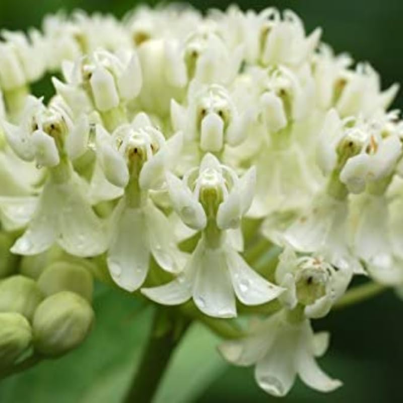 Milkweed Plants Live, Pack 2 Live Milkweed Plants Outdoor