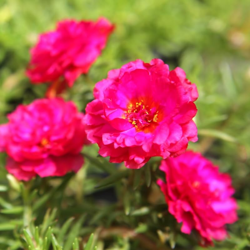 2 Pink Moss Rose Plants, Annual Portulaca Flowers for Garden, Hanging Baskets, Well Rooted Plugs 3-5 Inches