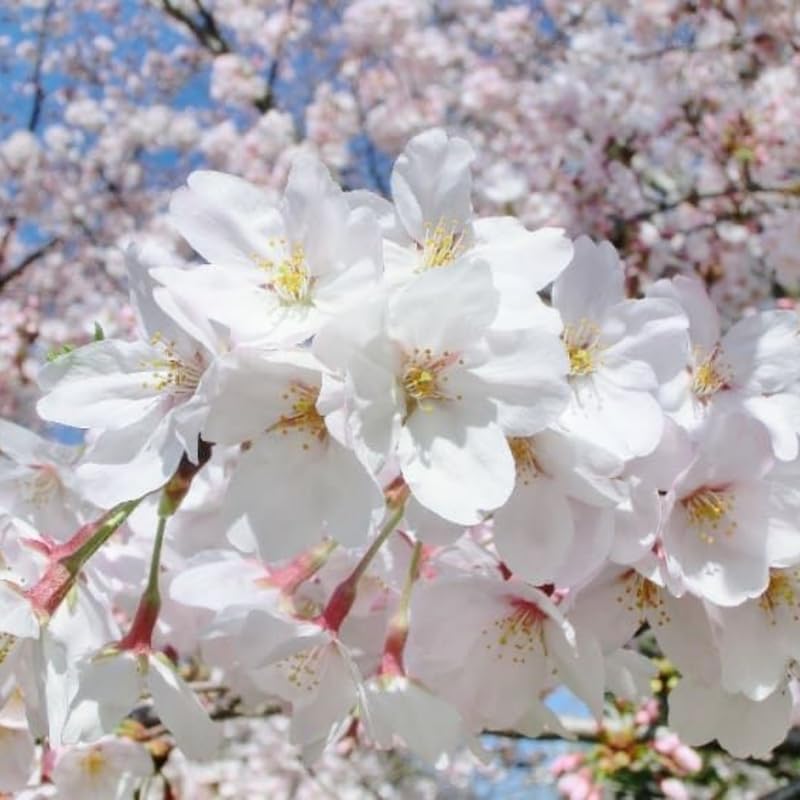 Cherry Blossom Tree, White Cherry Tree Live Plant, 6-12 Inch Tall in 2.5 Inch Pot, Dormant in Winter