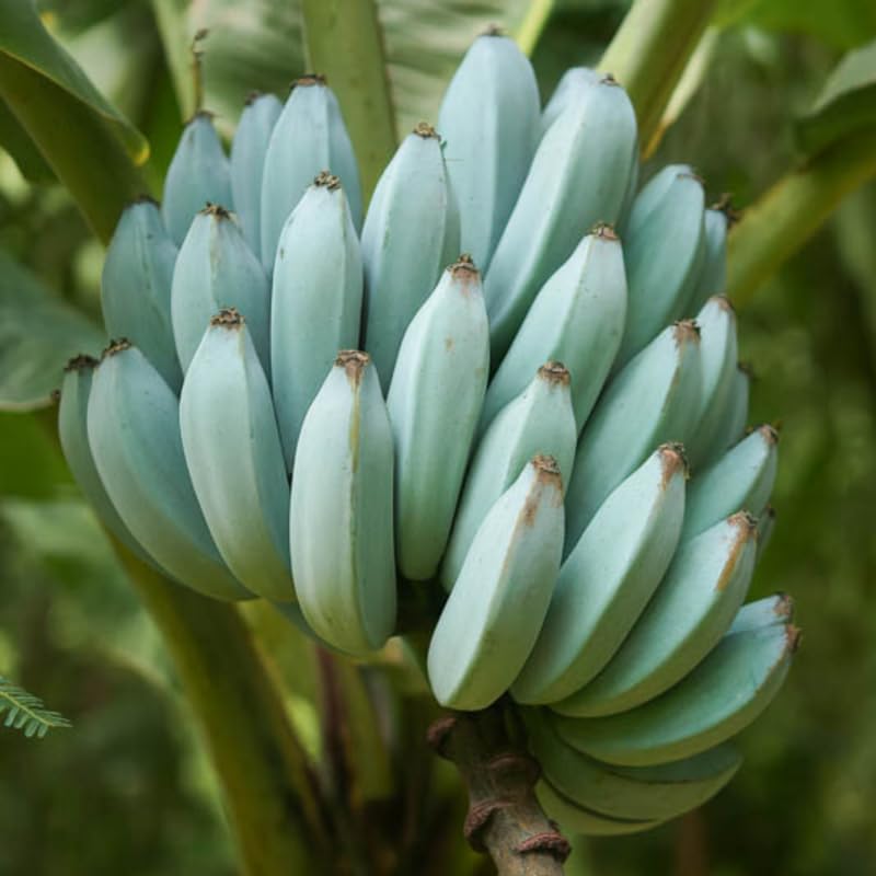 Ice Cream Banana Plant, Banana Trees Live Plants, 4-6" Tropical Fruit Tree for Home Garden, Patio and Container Growing