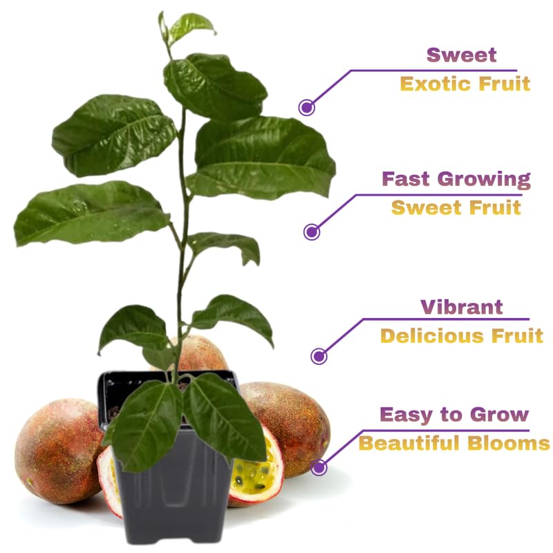 Red Passionfruit Tree Live Plant, Passion Fruit Vine Plant, 4-8 Inches Tall, Outdoor Planting, Very Fast-Growing Vines