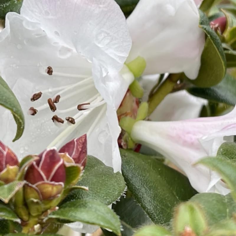 White Rhododendron Plant Live, Azalea Plants, Rhododendron Azalea Bushes Ready to Plant, Live Shrubs for Outdoor Planting
