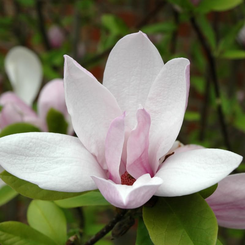 Jane Magnolia Tree Live Plant, Magnolia Flowering Tree for Outdoor Garden, Pink Purple Bloom Tree for Yard, Landscape or Garden Planting, 2-3 Feet in 3 Gallon Pot, No Ship to CA