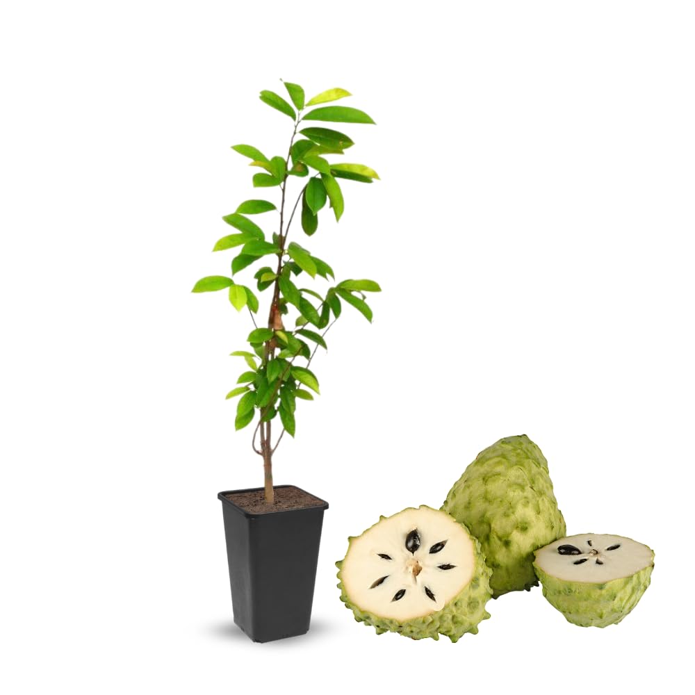 Sweet Soursop Tree Live Plant 1.5-2.5 Feet Tall in Gallon Pot, Soursop Trees Seedling, Annona Muricata Guanabana for Outdoor Garden, No CA