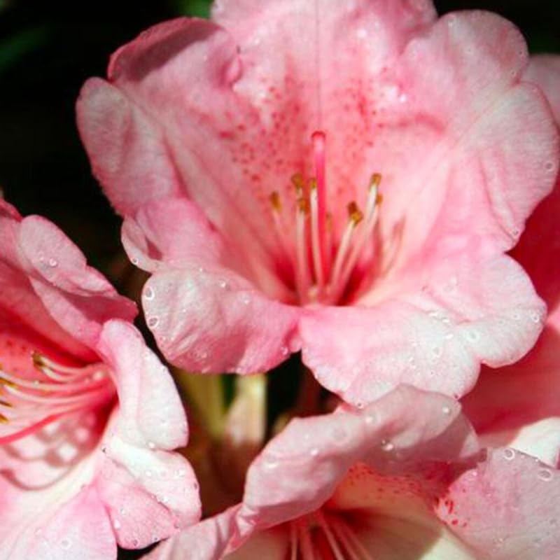 Pink Peach Color Rhododendron Plant Live, Azalea Plants, Rhododendron Azalea Bushes Ready to Plant, Live Shrubs for Outdoor Planting