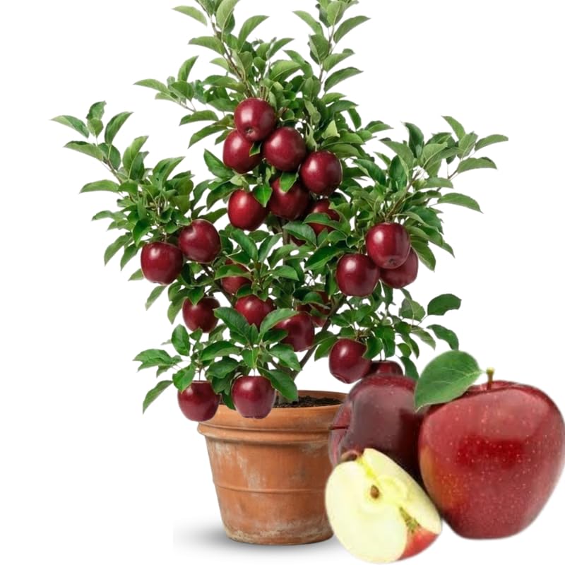 Live Red Delicious Apple Tree 5 Gallon, Apple Fruit Tree 3 Ft Tall for Backyard Orchard Planting Spring