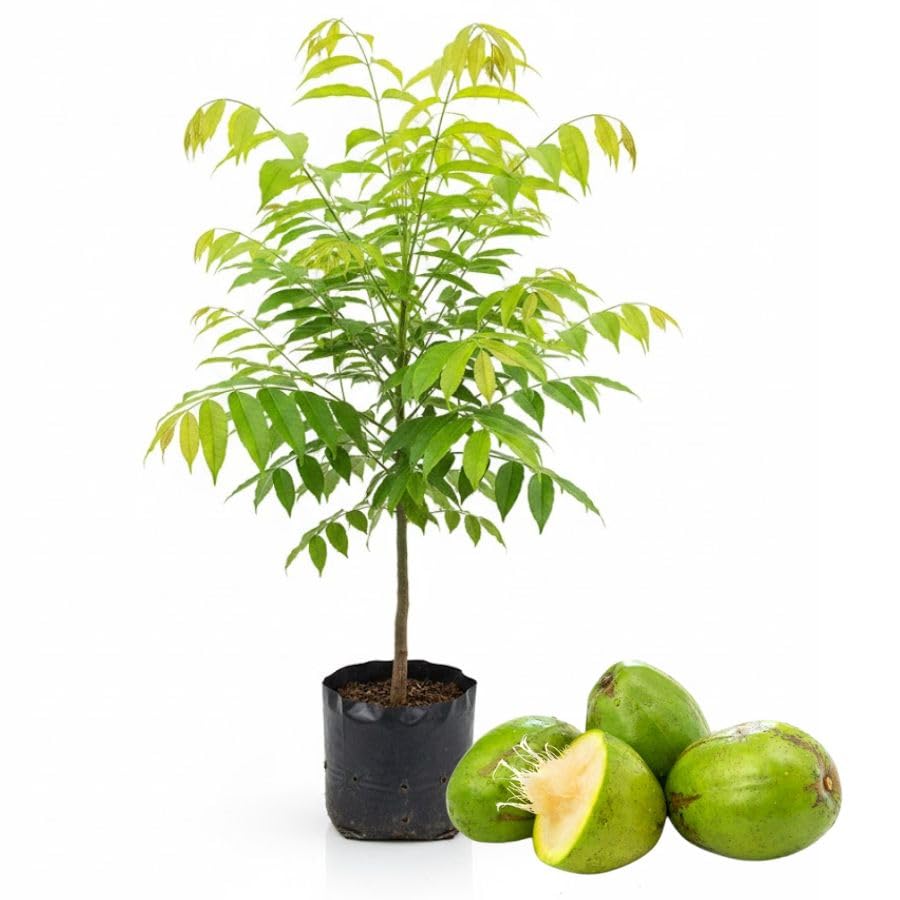 Tropical June Plum Fruit Tree 3 Gallon, June Plum Plant, Live Grafted Trees for Planting Outdoor Your Garden, Ready to Fruit