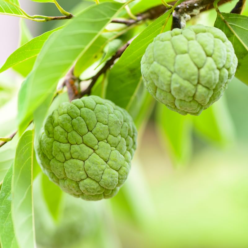 Green Sugar Apple Tree Live Plant, 2-3 Ft Tall in 1 Gallon Pot - Tropical Annona Fruit Tree for Outdoor Garden and Patio, No Ship to CA